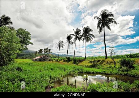 Idyllic scenery of a native hut, coconut palm trees surrounded by rice fields, pools and plantations against mountains and a cloudy sky, Philippines Stock Photo