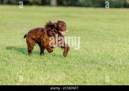 Northampton, UK, 17th September 2020. Dogs and owners during there early morning walk in Abington Park. Credit: Keith J Smith./Ģ����ý Live News Stock Photo