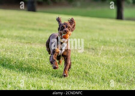 Northampton, UK, 17th September 2020. Dogs and owners during there early morning walk in Abington Park. Credit: Keith J Smith./Ģ����ý Live News Stock Photo
