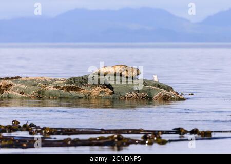 Seal and seabird look at each other on a rock in the calm sea, near Alert Bay, Inside Passage, British Columbia, Canada Stock Photo