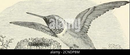 . The birds of Illinois and Wisconsin . e Chimney Swift is a common summer resident in Illinois andWisconsin, usually aiTiving in April and leaving for the south inSeptember or early in October. Nests in chimneys and hollow trees. The nest is made of twigsglued together and fastened to the side of the chimney or tree bysecretion from the birds salivary glands. The eggs are white, usuallyfive or six, and measure about .85 x .50 inches. Nidification usuallycommences in May. Jan., 1909. Birds of Illinois and Wisconsin—^Cory. 527 Suborder TROCHILI. Hummingbirds. Family TROCHILID^. Hummingbirds. Hu Stock Photo