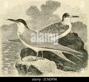 . The birds of Ontario; being a concise account of every species of bird known to have been found in Ontario with a description of their nests and eggs and instructions for collecting birds and preparing and preserving skins, also directions how to form a collection of eggs . heir outer webs are white. Hab.—North America generally, breeding from Manitoba southward, in theUnited States to Virginia, Illinfiis, Texas and California: in wintei-, southwardto Brazil. Eggs, two or three, from greenish-white to drab, blotched and s])otted withbrowii and lilac of different shades. This is another of th Stock Photo