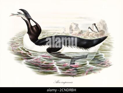 Big fat aquatic bird Great Auk (Pinguinus impennis) extinct. It eats fish in water, exemplars on a rock in background. Art by John Gould 1862-1873 Stock Photo
