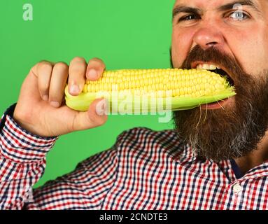 Agriculture and fall crops concept. Guy shows his harvest. Man with beard bites corn cob isolated on green background, close up. Farmer with hungry face holds yellow corn in mouth Stock Photo