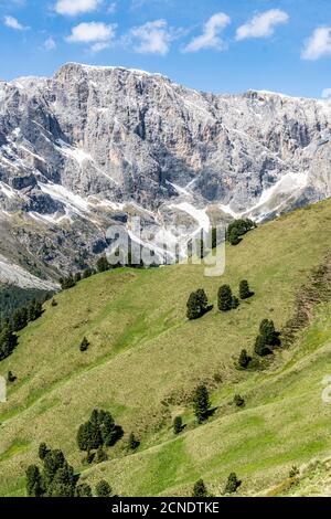 Sparse trees of Swiss stone pine (Pinus cembra) of green woodland, Dolomites, Trentino-Alto Adige, Italy, Europe Stock Photo