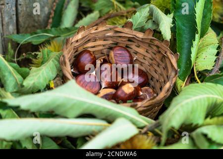 Harvested chestnuts in straw basket, Valtellina, Sondrio province, Lombardy, Italy, Europe Stock Photo