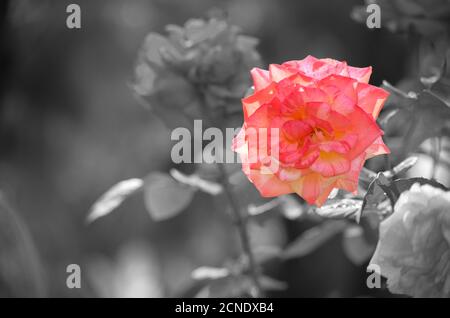 Pink rose isolated on gray background and texture. Stock Photo