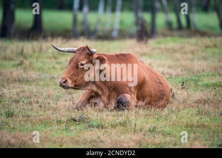 Limousine, a French breed of beef cattle. Brown cows in the pasture. Free-range limousine. Natural breeding of Limousine cows. French cows on the gree Stock Photo