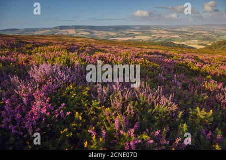 Heather in flower on moorland on Beacon Hill, in the Quantock Hills Area of Outstanding Natural Beauty, Somerset, England, United Kingdom, Europe Stock Photo