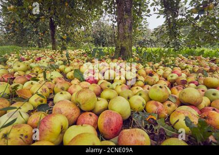 Fallen cider apples ready for harvest in September, Somerset, England, United Kingdom, Europe Stock Photo