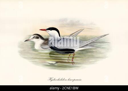 Couple of Whiskered Tern (Chlidonias hybrida) birds facing left floating on green water. Detailed vintage style watercolor art by John Gould 1862-1873 Stock Photo