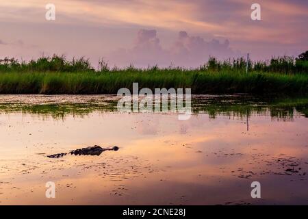 Alligator Alley is home to so many alligators that it's impossible to not spot one, Louisiana, United States of America Stock Photo