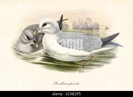 Couple of greish Northern Fulmar (Fulmarus glacialis) floating on artic water. Little iceberg on background. Vintage style art by John Gould 1862-1873 Stock Photo