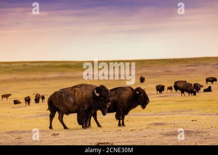 American Bison in their natural habitat of the Badlands, South Dakota, United States of America Stock Photo