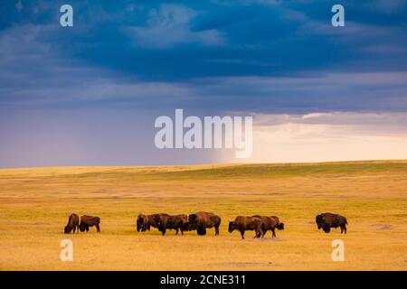 American Bison in their natural habitat of the Badlands, South Dakota, United States of America Stock Photo