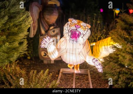 Wild lights at Dublin zoo. Light display of tiger Stock Photo