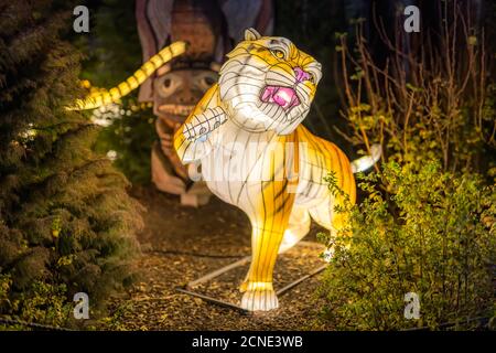 Wild lights at Dublin zoo. Light display of tiger Stock Photo