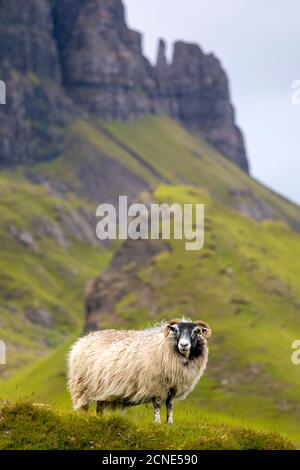 Ram Sheep (Ovis aries), The Quiraing, Isle of Skye, Inner Hebrides, Highlands and Islands, Scotland, United Kingdom, Europe Stock Photo