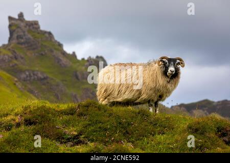 Ram Sheep (Ovis aries), The Quiraing, Isle of Skye, Inner Hebrides, Highlands and Islands, Scotland, United Kingdom, Europe Stock Photo