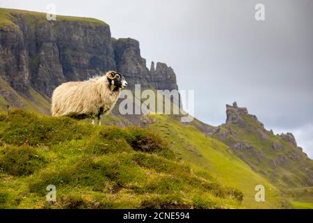 Ram Sheep (Ovis aries), The Quiraing, Isle of Skye, Inner Hebrides, Highlands and Islands, Scotland, United Kingdom, Europe Stock Photo