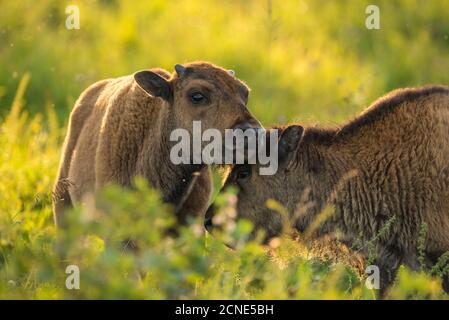 Bison calves (plains bison) in a prairie meadow at sunset, Elk Island National Park, Alberta, Canada Stock Photo