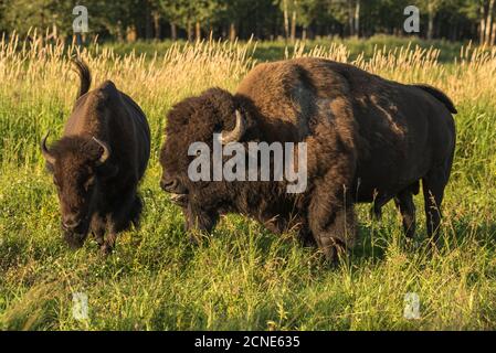 Wild male plains bison courts a female during the mating season, Elk Island National Park, Alberta, Canada Stock Photo