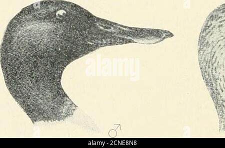 . The birds of Illinois and Wisconsin . 328 Field Museum of Natural History — Zoology, Vol. IX.. Genus SPATULA Boie. 48. Spatula clypeata (Linn.). Shoveller Duck. Local names: Spoon-bill. Broad Bill. Distr.: Northern hemisphere, breeding chiefly (in North Amer-ica) from the Canadian border to the Saskatchewan region, althoughit breeds more or less commonly much farther north and south. Ithas been known to nest in Alaska and also as far south as Texas.It winters from southern Illinois and the Carolinas southward. Veryabundant in Florida and along the Gulf coast, while a great many con-tinue the Stock Photo