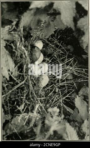Pair of quail eggs in a nest of wood wool, from above. Fresh, speckled