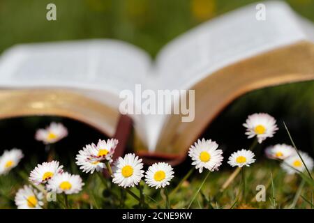 Open Bible in the grass with daisies in the foreground, France, Europe Stock Photo
