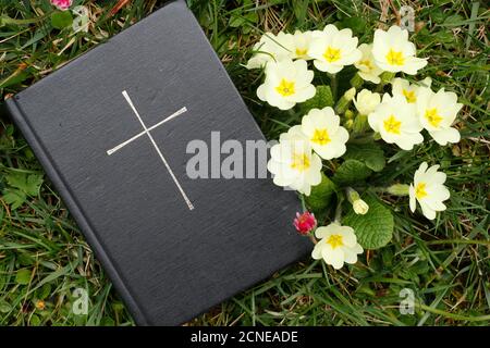 Bible on the grass with primrose at springtime, France, Europe Stock Photo