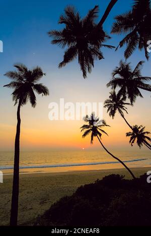 Leaning palm trees at sunset on lovely unspoilt Kizhunna Beach, south of Kannur on the state's North coast, Kannur, Kerala, India, Asia Stock Photo