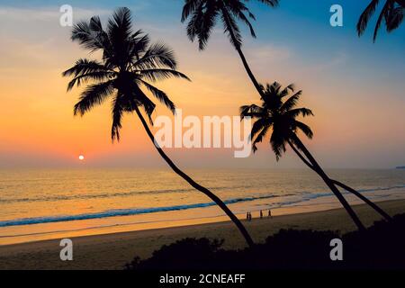 Leaning palm trees at sunset on lovely unspoilt Kizhunna Beach, south of Kannur on the state's North coast, Kannur, Kerala, India, Asia Stock Photo