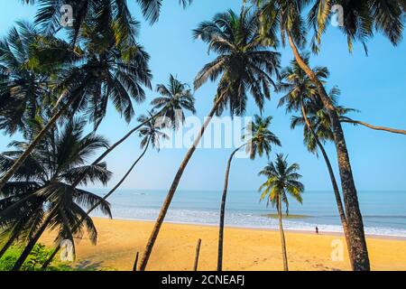 Leaning palm trees at lovely unspoilt deserted Kizhunna Beach, south of Kannur on the state's North coast, Kannur, Kerala, India, Asia Stock Photo