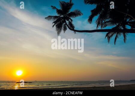 Leaning palm trees at sunset on lovely unspoilt Kizhunna Beach, south of Kannur on the state's North coast, Kannur, Kerala, India, Asia Stock Photo