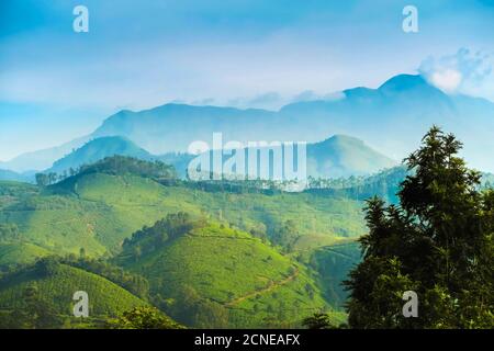 View north across Munnar tea estates to the Western Ghats and 2695m Anamudi, highest peak in south India, Munnar, Kerala, India, Asia Stock Photo