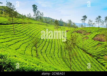 Tea bush covered slopes at Lakshmi tea estate in the Kannan Devan Hills west of Munnar, Lakshmi, Munnar, Kerala, India, Asia Stock Photo