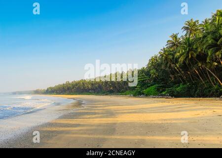 Leaning palm trees at lovely unspoilt deserted Kizhunna Beach, south of Kannur on the state's North coast, Kannur, Kerala, India, Asia Stock Photo