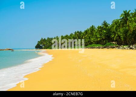 Leaning palm trees at lovely unspoilt deserted Kizhunna Beach, south of Kannur on the Kerala North coast, Kannur, Kerala, India, Asia Stock Photo