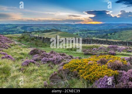 View of flowering heather on Stanage Edge and Hope Valley at sunset, Hathersage, Peak District National Park, Derbyshire, England, United Kingdom Stock Photo