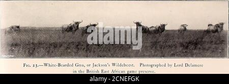 . Great and small game of Africa : an account of the distribution… . ur mistake. Outside this pack, and all round it, at distances of50 to 100 yards, stood the bulls as sentinels. Stalking was out of thequestion, so we walked straight up to them, and I shall never forgetthe noise they made as they thundered ofF in a thick cloud of dust on The White-Bearded Gnu 201 the Doctor firing the first shot, and the curious, somewhat querulous,gnmtings of the calves calling for their mothers, lost in the confusionof the stampede. This grunting continued for several minutes after theherd pulled up, and on Stock Photo