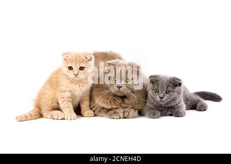 Female Lilac Self Highland Fold Domestic Cat with 2 months old Kittens Cream Scottish Fold and Blue Scottish Fold, Group laying against White Backgrou Stock Photo