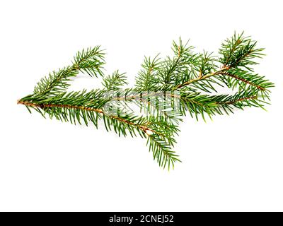 Fir branch isolated on white background Stock Photo