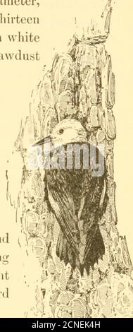 . Birds of California; an introduction to more than three hundred common birds of the state and adjacent islands, with a supplementary list of rare migrants, accidental visitants, and hypothetical subspecies . e entrance is round,about one and a half inches in diameter,and the interior is from eight to thirteeninches deep. From four to seven whiteeggs are laid on a thin lining of sawdustmade by the excavating. Bothmale and female brood during thefourteen days required for incuba-tion. The young are fed by re-gurgitation at first, and afterwardsupon the large black ants so nu-merous in all the Stock Photo
