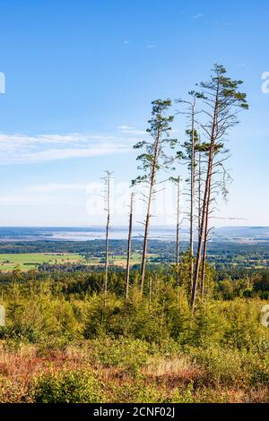 Tree snag at an old clear cut area Stock Photo