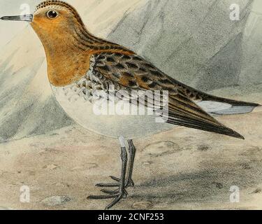 . The geographical distribution of the family Charadriidae, or the plovers, sandpipers, snipes, and their allies . J. GKp.ulema.ns hLh . TRINGA RUFTCOLLIS RED THROATED STINT. Ha-nhart. imp TEINGA. 437 Trivga, but of these three have pale legs and feet, and one has a shovel-shaped bill. Theremaining two are the Eastern and Western forms of the Little Stint. Stock Photo