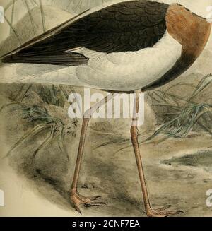 . The geographical distribution of the family Charadriidae, or the plovers, sandpipers, snipes, and their allies . «SS X. x » :&gt;nins Hlh. Hanhar! Jmp. HIMANTOPUS PECTORALIS BANDED STILT. HIMANTOPTTS. 289 * * Typical Avocets. Stock Photo