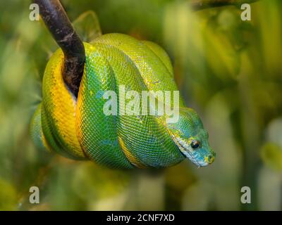 Green tree python  Morelia viridis Stock Photo