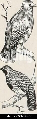 . The bird book : illustrating in natural colors more than seven hundred North American birds; also several hundred photographs of their nests and eggs .