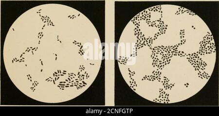 . The etiology and pathology of grouse disease, fowl enteritis, and some other diseases affecting birds . Pig. 51. Fig. 52 Fig. 53 MESSRS. MACMILLAN & CO.S PUBLICATIONS. WORKS BY THE SAME AUTHOR. MICRO-ORGANISMS AND DISEASE. An Introduction intothe Study of Specific Micro-Organisms. Illustrated. Third Edition,Revised. Crown 8vo. 6s. ACADEMY:—No present line of medical research is so likely to provefraught with benefit of diminishing disease and spreading health as that to whichDr. Kleins little book otfers an introduction, lucid and concise. . Dr. Kleinsexposition is specially opportune as off Stock Photo