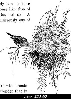 . Birds of California; an introduction to more than three hundred common birds of the state and adjacent islands, with a supplementary list of rare migrants, accidental visitants, and hypothetical subspecies . thumb; you have beenlooking for something the size of an oriole at least. Butthere he sits, as perky as if he were of respectable size,and sings the ditty over again to prove that he can do it.And when you first find his nest, thewonder grows. Surely such a mitewill build a dainty house like that ofthe hummingbird. But not so! Aretort-shaped affair, ludicrously out ofproportion to thedim Stock Photo